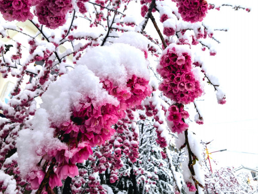 樱花映雪 (4).jpg
