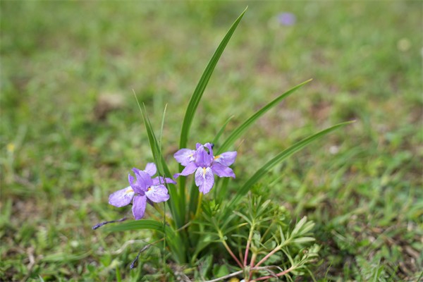 鸢尾花.jpg